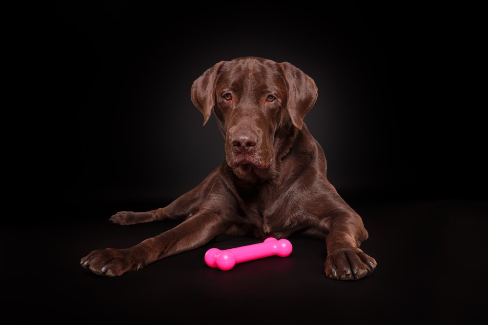 PUchew Kauknochen aus Polyurethan als Hundespielzeug in Anwendung