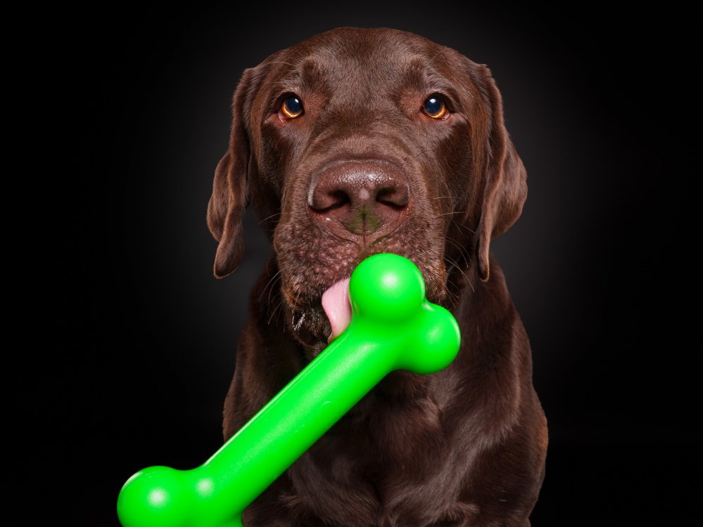 Brauner Hund h&auml;lt ein gr&uuml;nes PUchew Kauspielzeug in Knochenform im Maul vor schwarzem Hintergrund