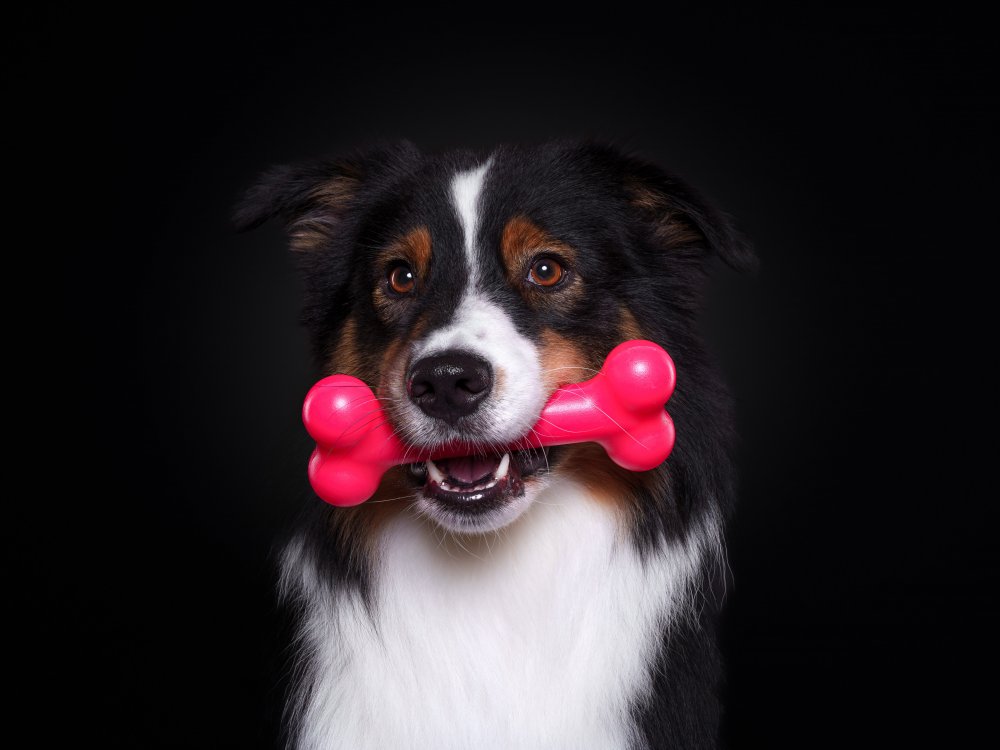 Schwarz-wei&szlig;er Hund h&auml;lt ein rotes PUchew Kauspielzeug in Knochenform im Maul vor schwarzem Hintergrund